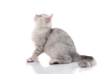 İzole şirin Amerikalı stenografi kedi