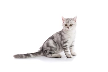 İzole şirin Amerikalı stenografi kedi