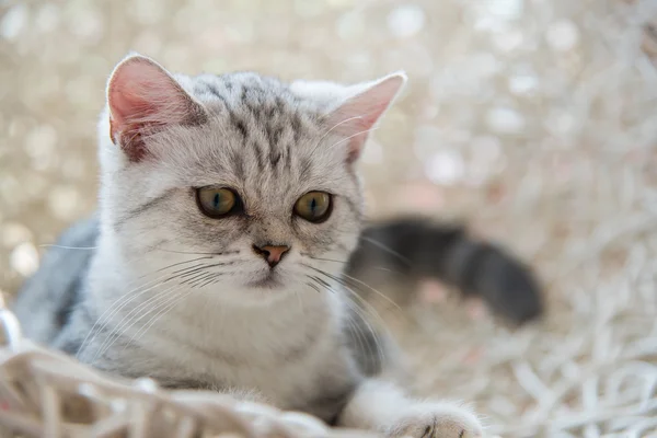 Lindo americano taquigrafía gato — Foto de Stock