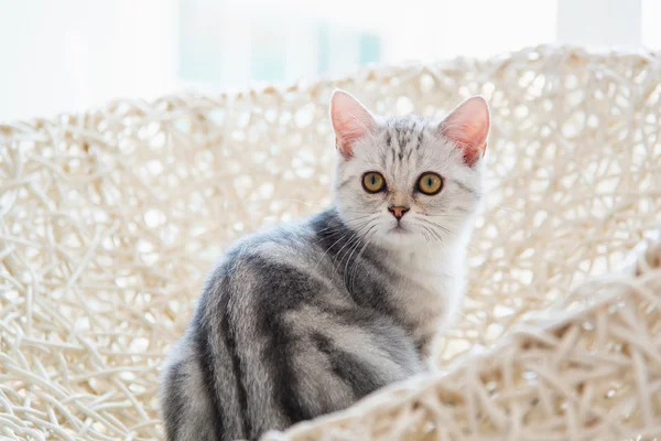 Lindo americano taquigrafía gato — Foto de Stock