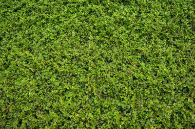 Yeşil Çimen Arkaplanı