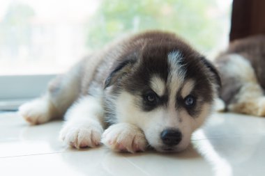 Şirin Sibirya köpek yavrusu