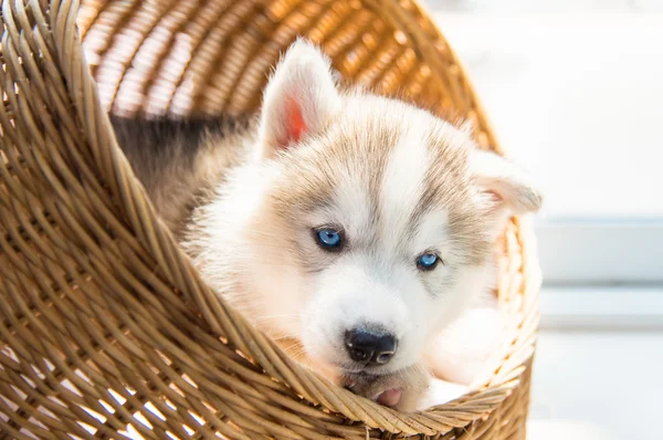 Lindo cachorro siberiano — Foto de Stock
