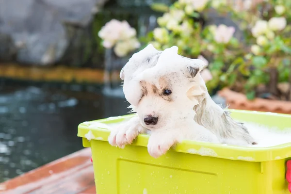 Banyo şirin köpek yavrusu