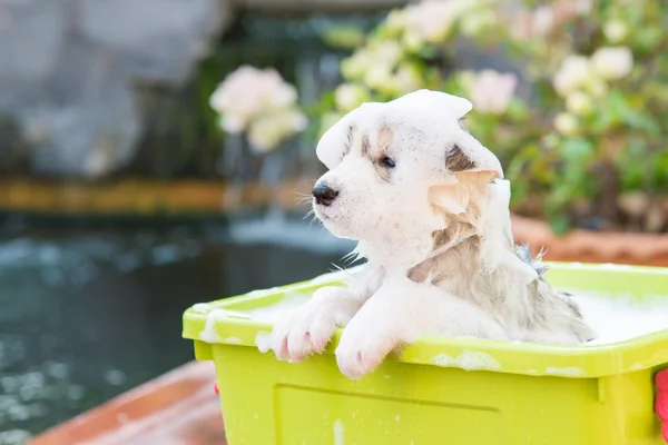 Cute puppy kąpieli — Zdjęcie stockowe