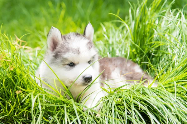 Valp siberian husky — Stockfoto