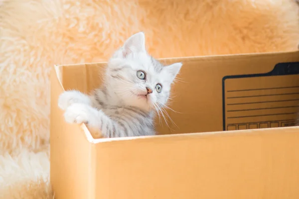 Cute kitten in box — Stock Photo, Image