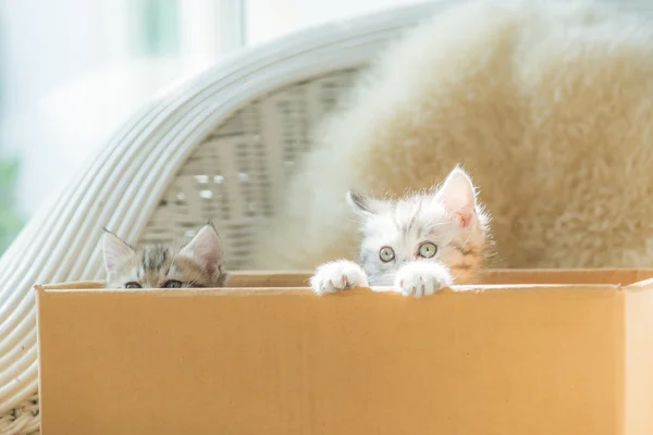 Lindo gatito en caja — Foto de Stock