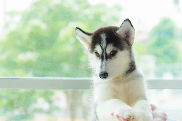 Lindo cachorro siberiano —  Fotos de Stock