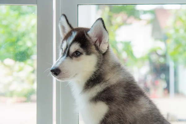 Cute siberian puppy — Stock Photo, Image