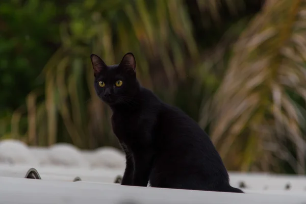검은 색 고양이 — 스톡 사진