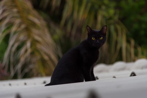 Zwarte kleur kat — Stockfoto