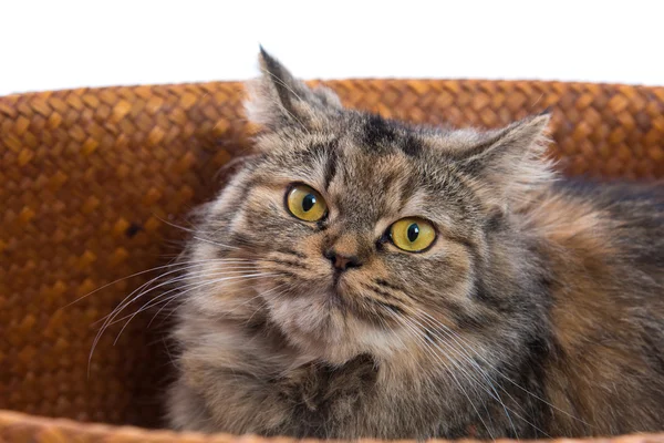 Lindo gato persa — Foto de Stock