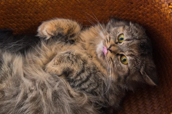 귀여운 페르시아 고양이 — 스톡 사진