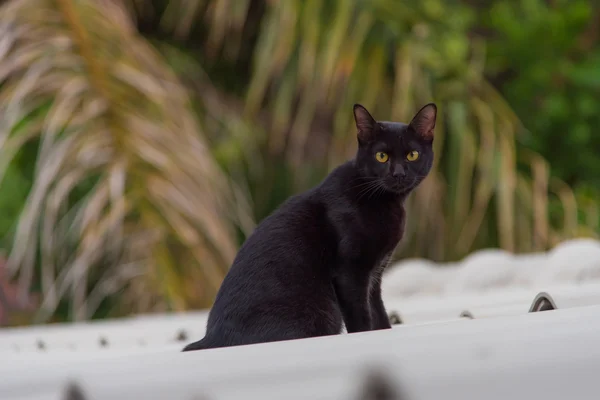 Μαύρο χρώμα γάτα — Φωτογραφία Αρχείου