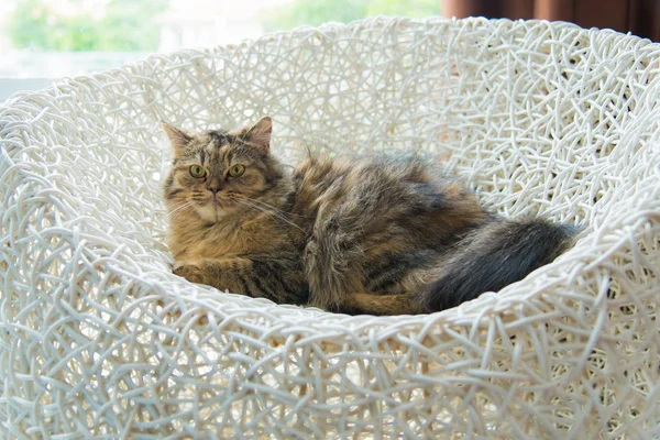 Lindo gatito persa — Foto de Stock