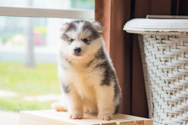 Sibirya husky yavrusu