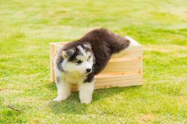 Sibirya husky yavrusu