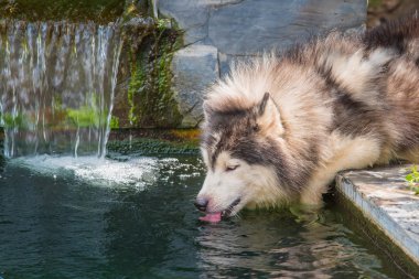 Köpek İçme Suyu