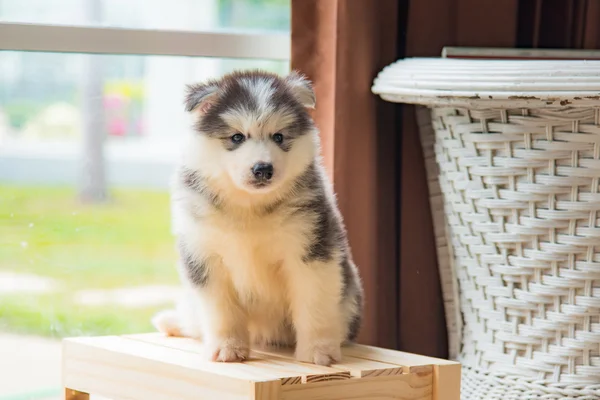 Siberiano husky cachorro — Foto de Stock