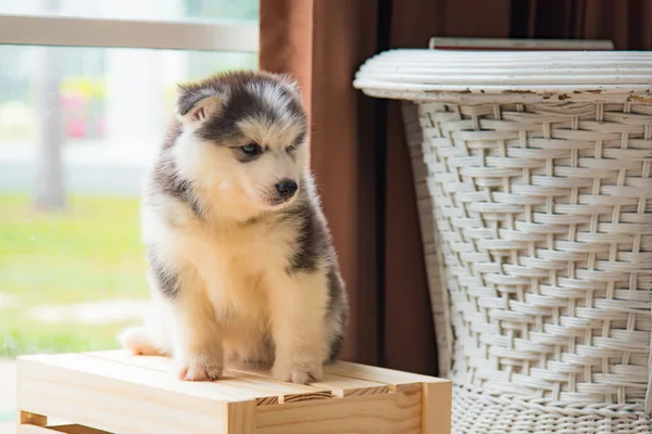 Sibirischer Husky-Welpe — Stockfoto