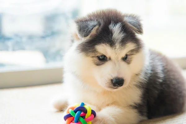 Siberian husky puppy — Stock Photo, Image