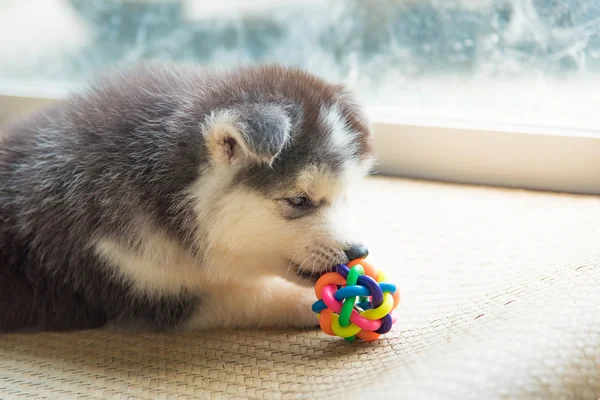Sibirya husky yavrusu