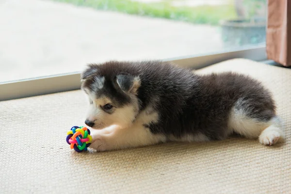 Siberian husky puppy — Stock Photo, Image