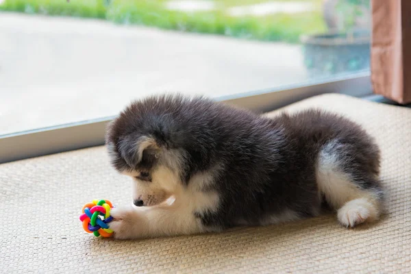 Siberiano husky cachorro — Foto de Stock