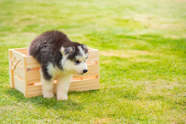 Sibiřský husky štěně — Stock fotografie