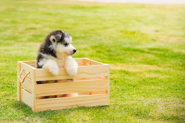 Siberiano husky cachorro — Foto de Stock