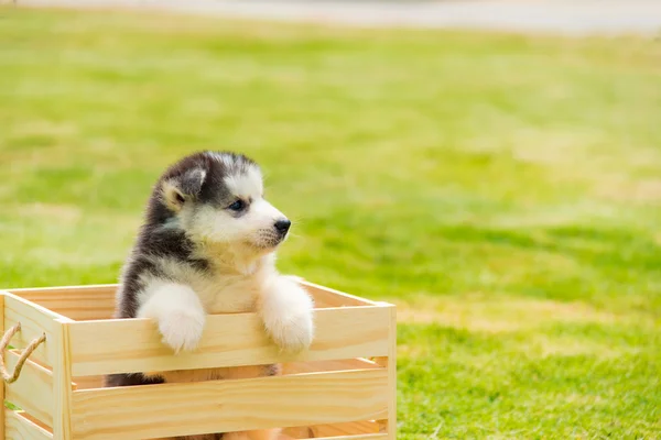 Siberian husky puppy — Stock Photo, Image