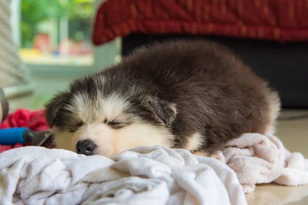 Cute siberian puppy — Stock Photo, Image