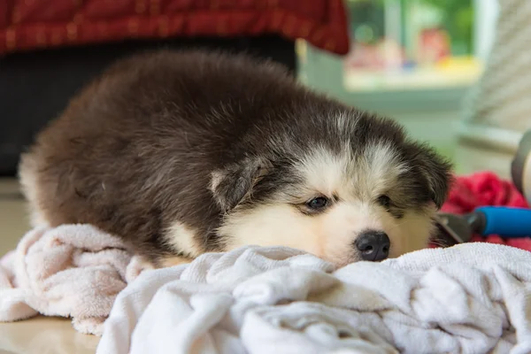 Lindo cachorro siberiano — Foto de Stock