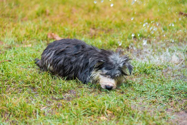 Puppy take a bath — Stock Photo, Image