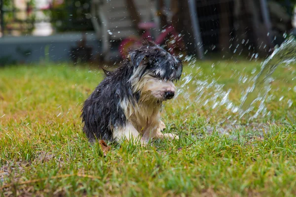 Puppy take a bath — Stock Photo, Image