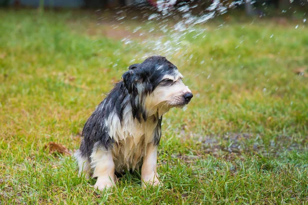 Puppy take a bath — Stock Photo, Image