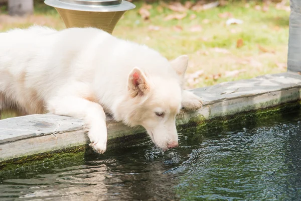 Dog drinking water — Stock Photo, Image