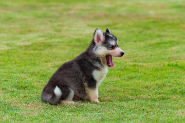 Sibirya husky yavrusu