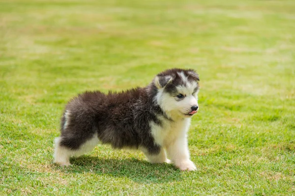 시베리안 허스키 강아지 — 스톡 사진