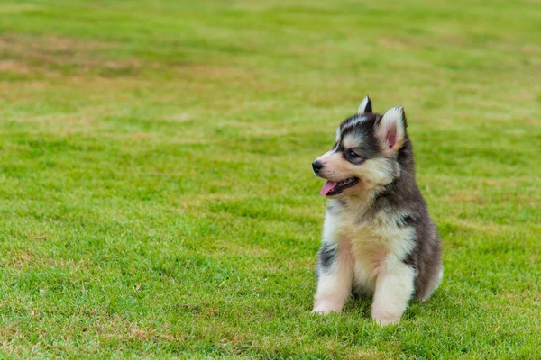 Siberian husky puppy — Stock Photo, Image