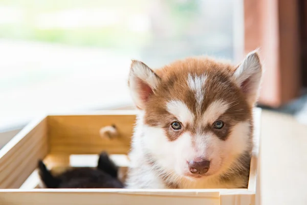 Siberiano husky cachorro — Foto de Stock