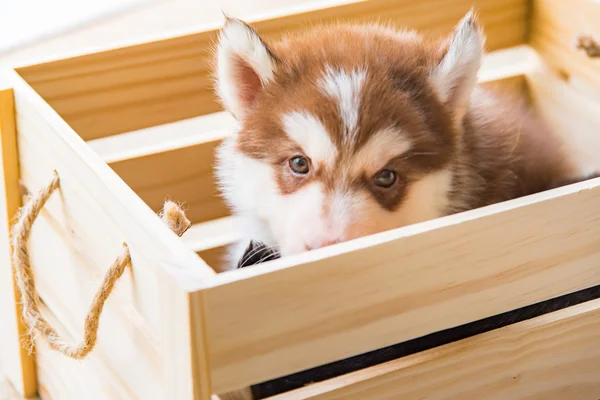 Siberiano husky cachorro — Foto de Stock