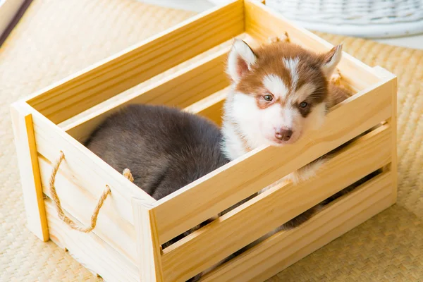 Siberian husky puppy — Stock Photo, Image