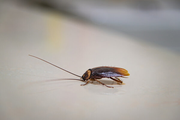 Таракан на земле
