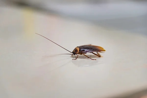 Barata no chão — Fotografia de Stock