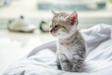 Şirin yalnız yavru kedi