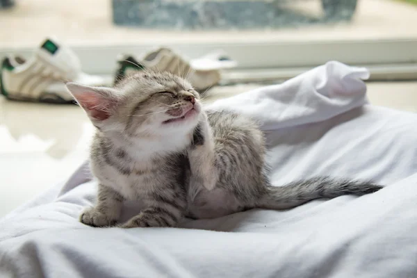 귀여운 외로운 고양이 — 스톡 사진