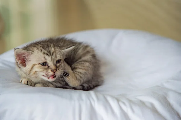 Lindo gatito solitario — Foto de Stock