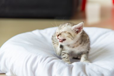 Hasta stenografi kedi